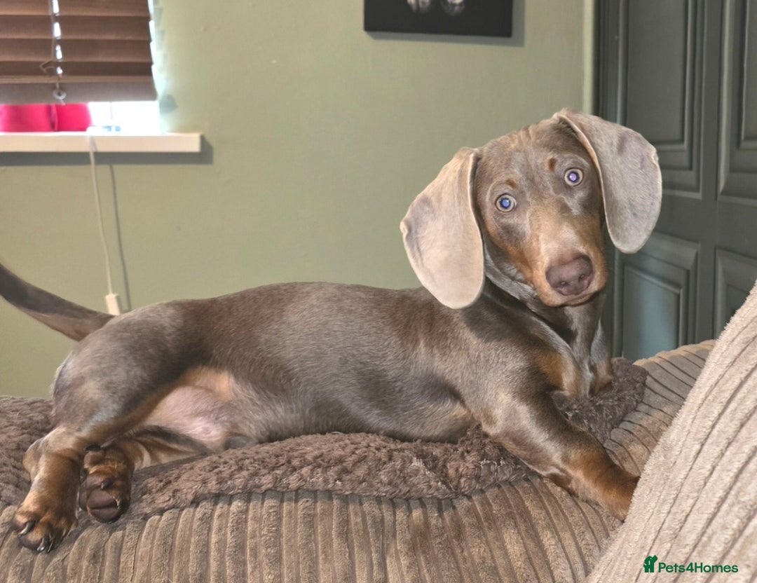 Miniature Dachshund dogs for sale: 2 mini Dachsunds  - Advert 1