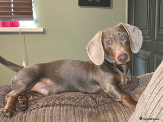 Miniature Dachshund dogs 2 mini Dachsunds - Advert 2