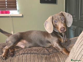 Miniature Dachshund dogs 2 mini Dachsunds - Advert 4