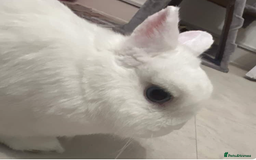 Netherland Dwarf rabbits for sale: Netherland Dwarf for rehoming - Image 4