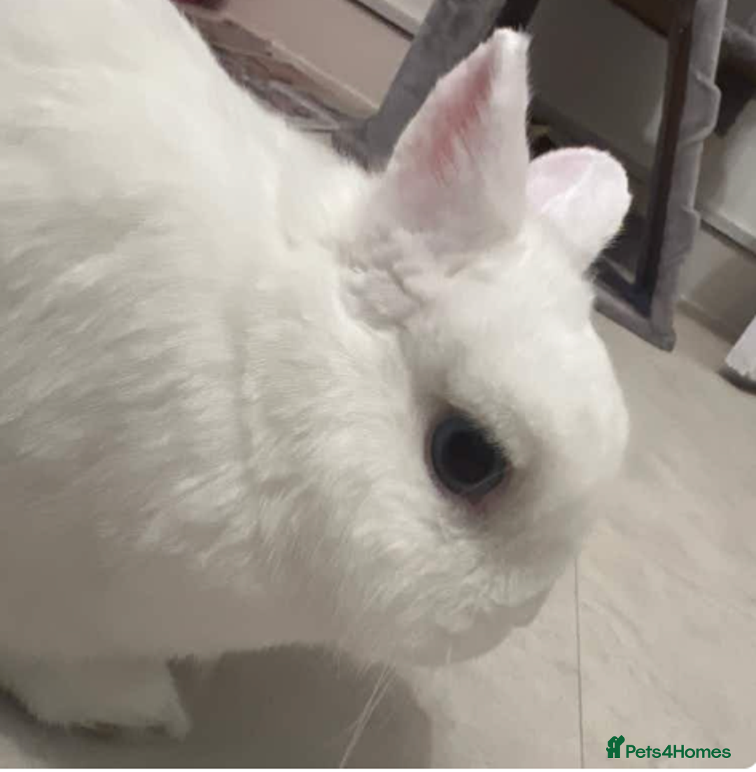 Netherland Dwarf rabbits for sale: Netherland Dwarf for rehoming - Image 4