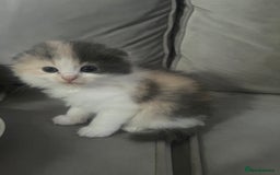Scottish Fold cats for sale: Scottish fold straight kittens medium/long hair - Image 2