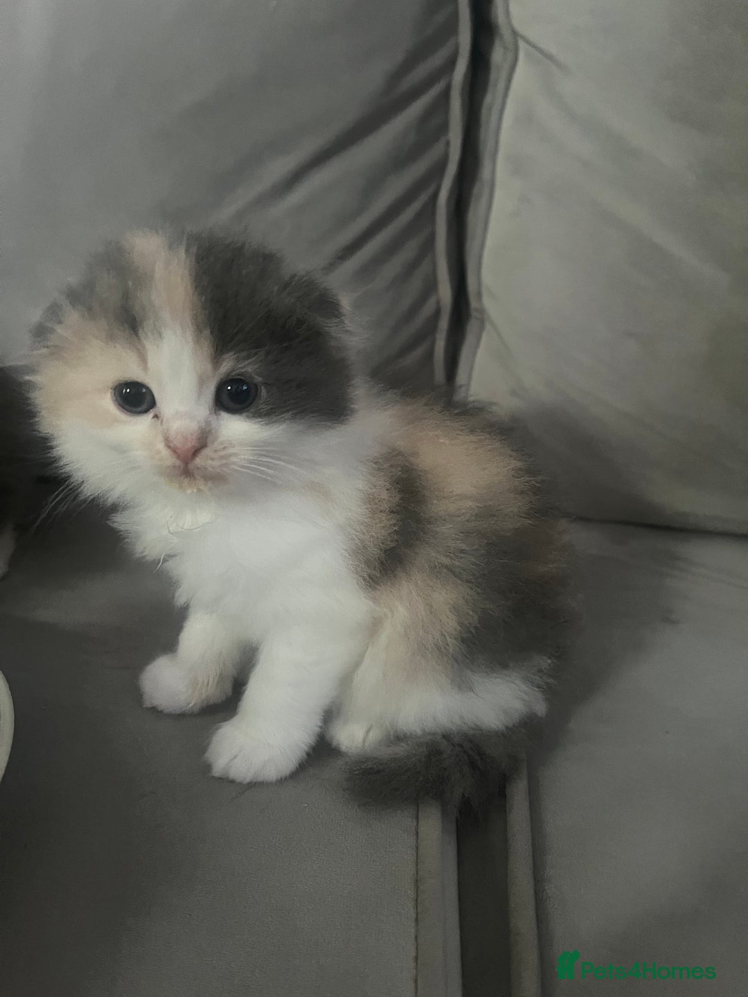 Scottish Fold cats for sale: Scottish fold straight kittens medium/long hair - Image 2