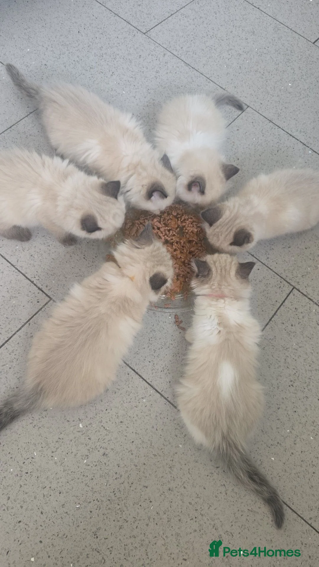 Ragdoll cats for sale: Sky kittens 😸 ♥️  - Advert 2