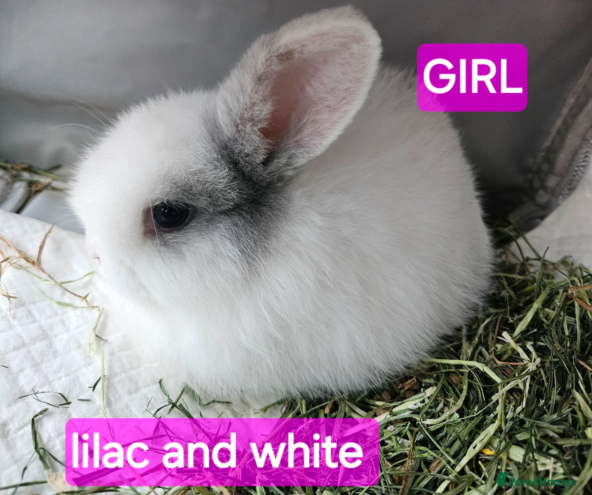 Mini Lop rabbits Mini lop baby girls  - Advert 17
