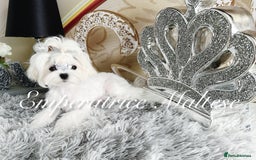 Maltese dogs for sale: Tiny KC Reg. Korean Line Maltese- by Emperatrice - Image 18