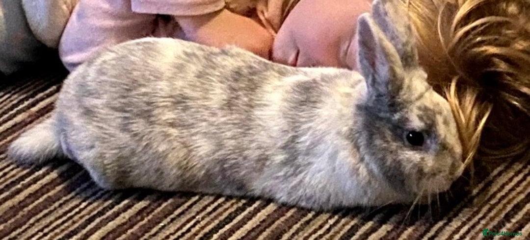 Polish rabbits for sale: Rabbit looking for new home.  - Image 1