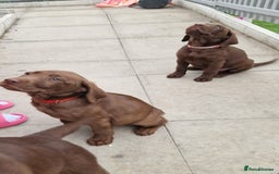 Labrador Retriever dogs for sale: Champain/chocolate puppys - Image 30
