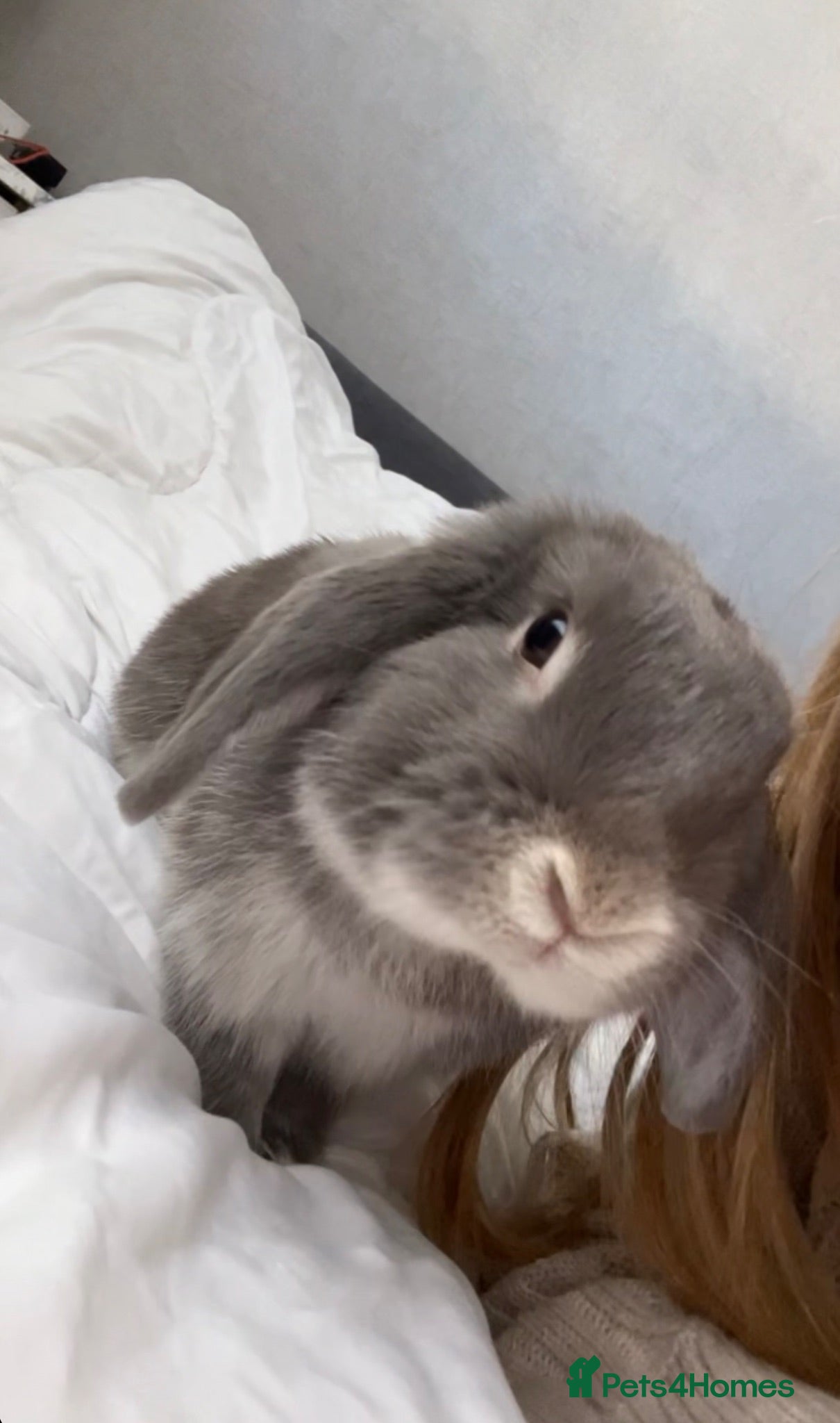 Mini Lop rabbits Blueberry  - Advert 1