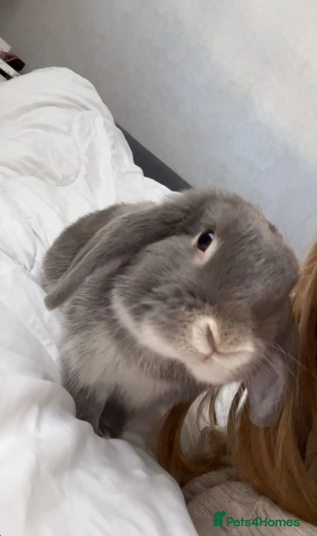 Mini Lop rabbits for sale: Blueberry  in Great Yarmouth - Advert 1
