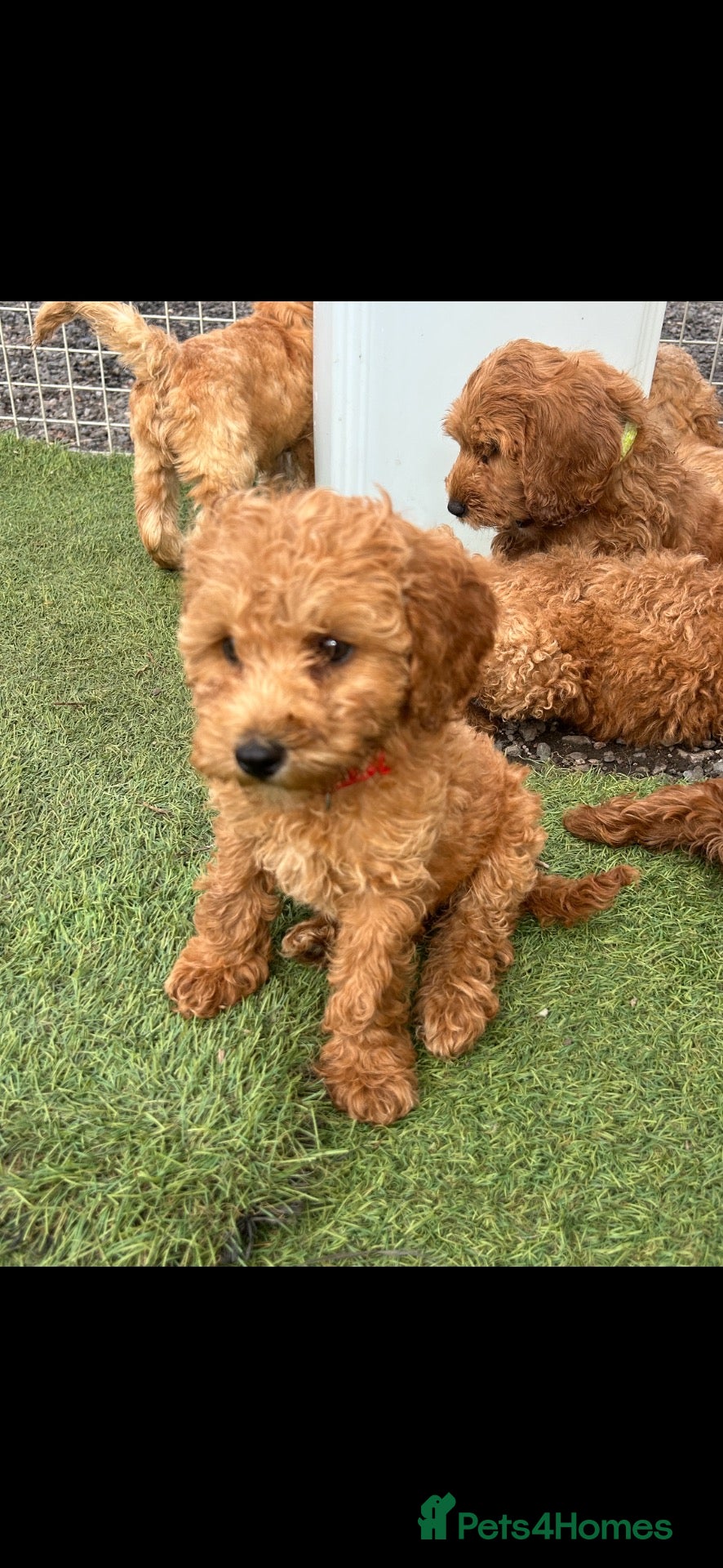 Cockapoo dogs Ready now vetchecked cockapoos - Advert 6