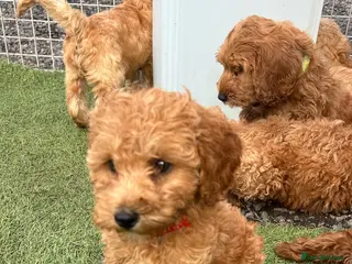 Cockapoo dogs Ready now vetchecked cockapoos - Advert 6