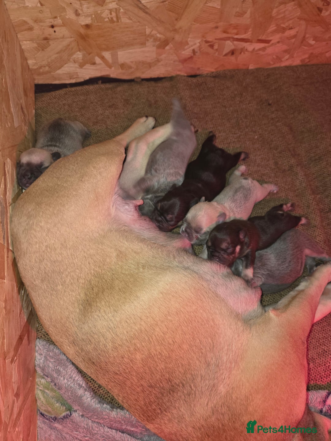 French Bulldog dogs for sale: 5 beautiful male french bulldog puppies  - Image 12