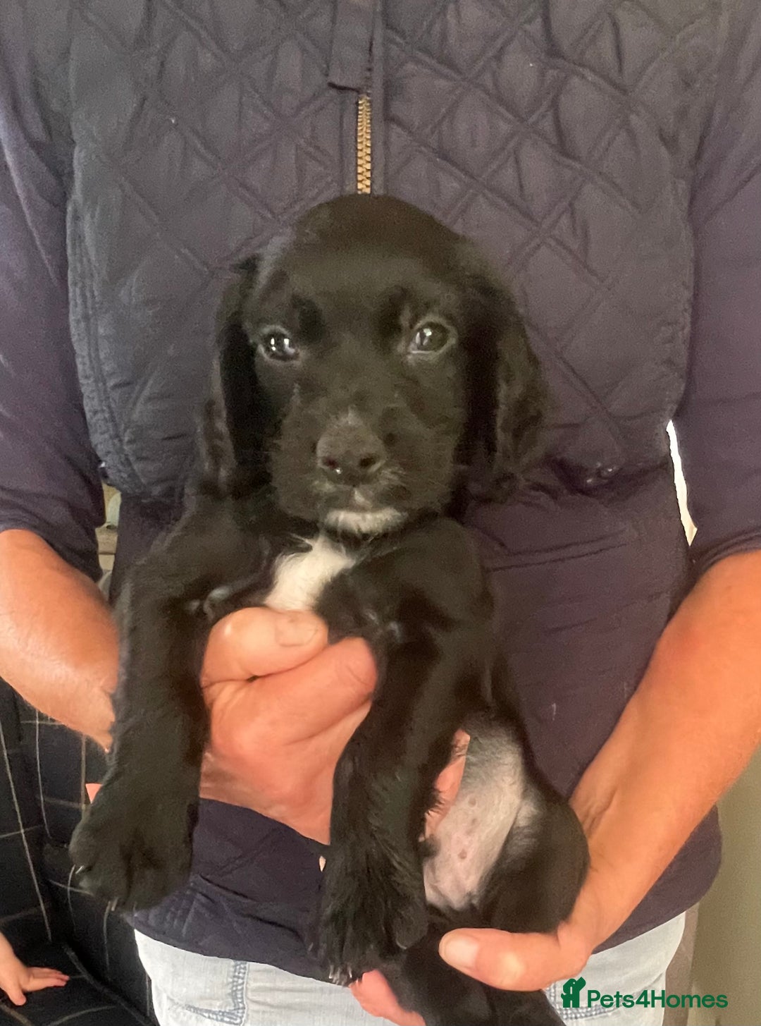 Cocker Spaniel dogs for sale: KC REG FIELD TRIAL SIRED COCKER SPANIEL PUPPIES  - Image 25