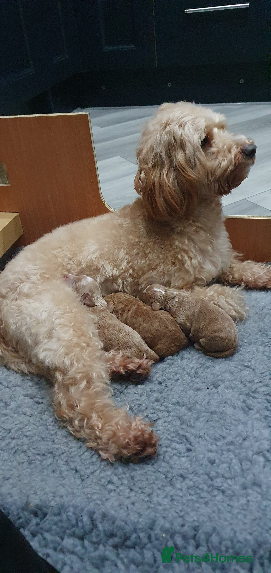 Cockapoo dogs for sale: Top quality F1b Toy Cockapoo puppies - Advert 19