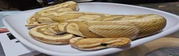 Python Snake reptiles for sale: Multiple ball pythons beautiful morphs an genders  in Ivybridge - Advert 5