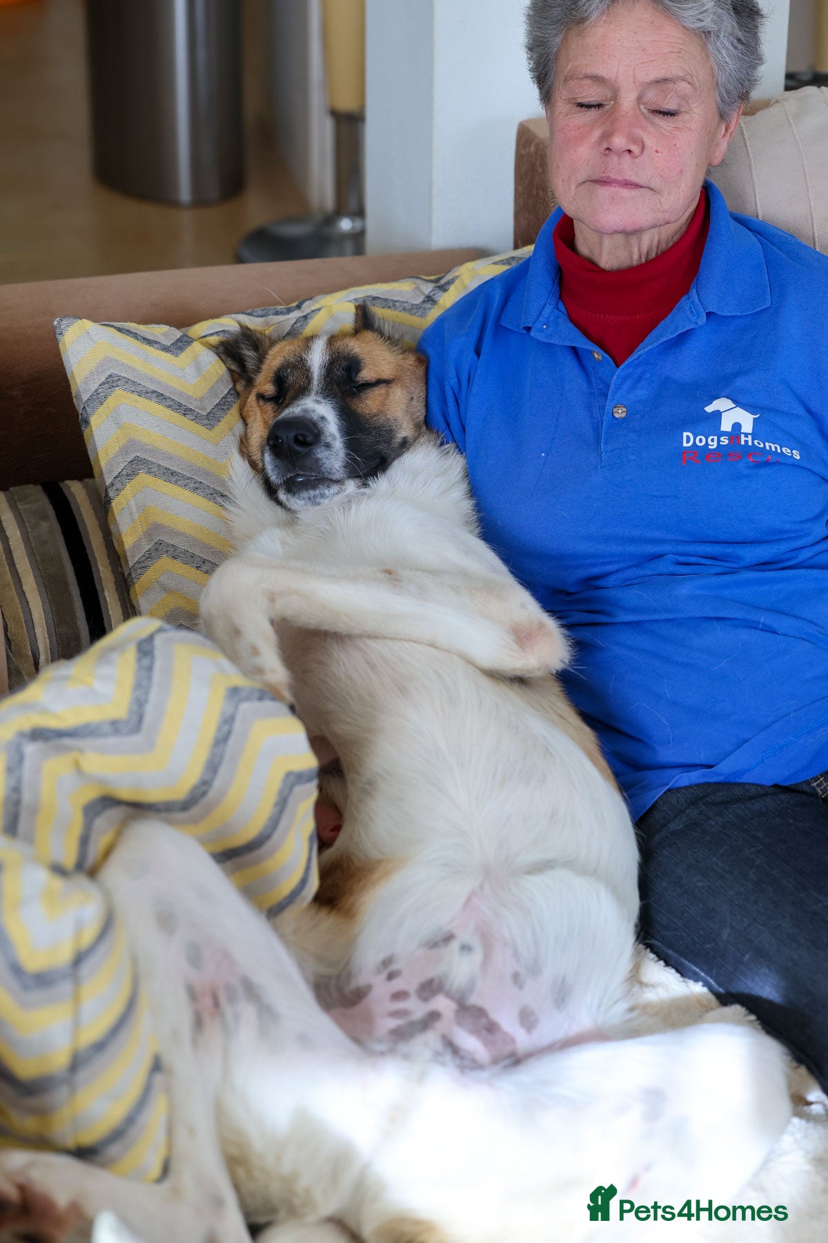 Pixel — Mixed Breed