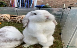 Mini Lop rabbits for sale: Mini Lop 9 months  - Image 1
