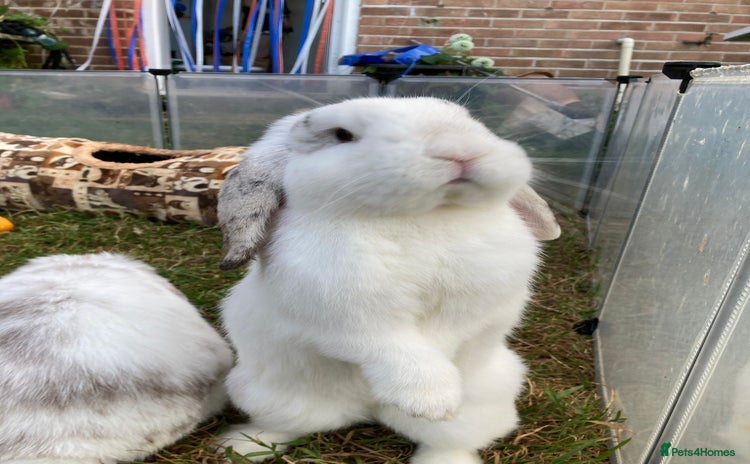 Mini Lop rabbits - Advert 15
