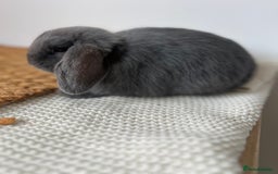 Mini Lop rabbits for sale: Rehoming Two Mini Lops - Image 17
