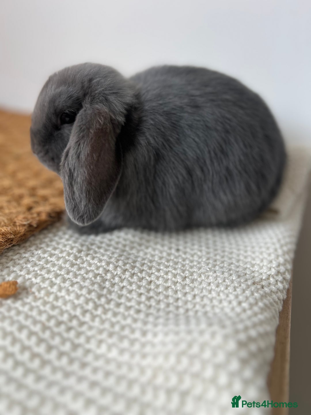 Mini Lop rabbits for sale: Rehoming Two Mini Lops - Image 17
