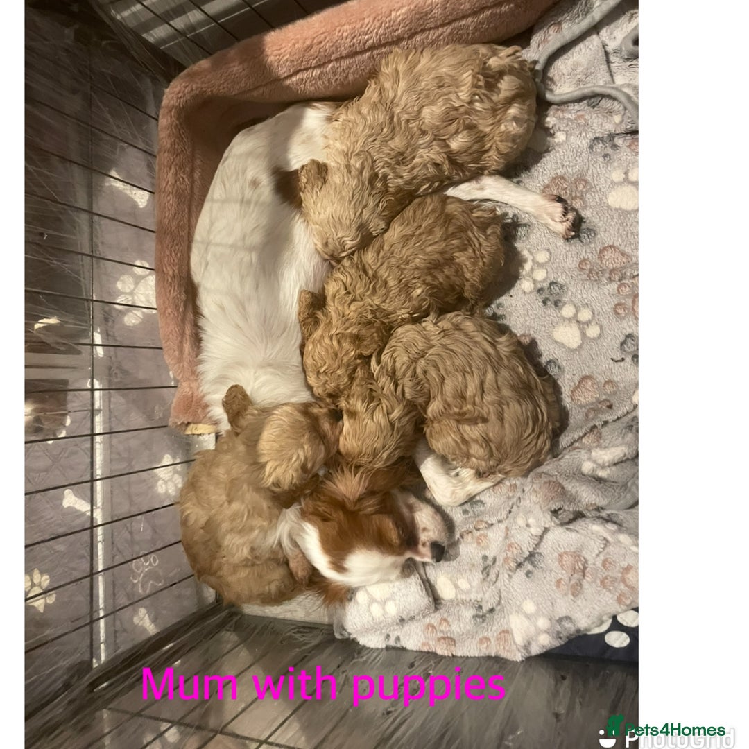 Cavapoo dogs for sale: Beautiful toy cavapoo puppies - Advert 8