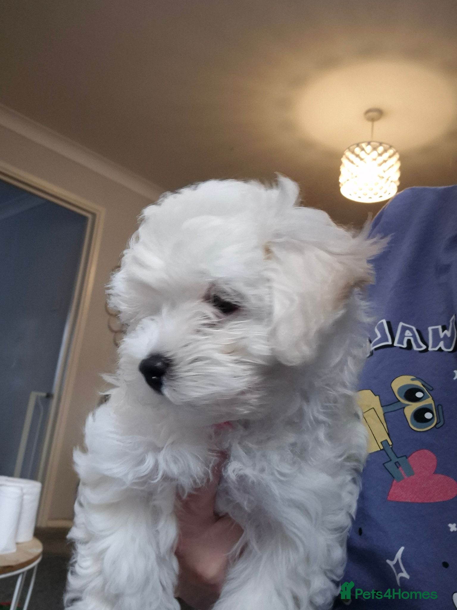 Maltipoo dogs Home-Raised F1 Maltipoo Puppy – ready Now - Advert 13