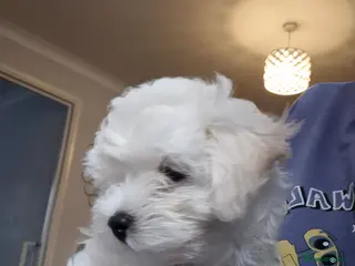 Maltipoo dogs Home-Raised F1 Maltipoo Puppy – ready Now - Advert 13