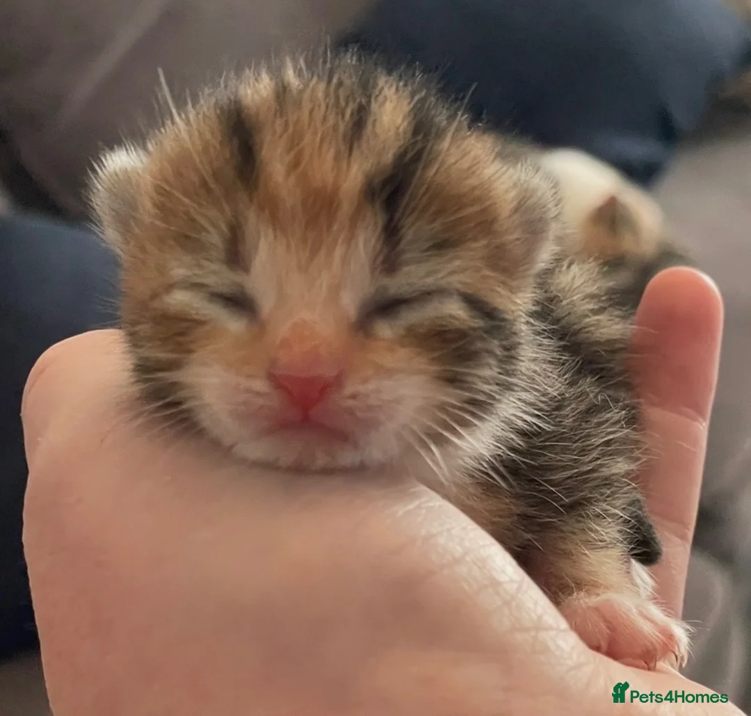 Mixed Breed cats for sale: Three beautiful kittens  in Liverpool - Advert 7