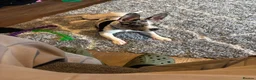 Mixed Breed dogs for sale: French bulldog cross jackchi - Advert 3