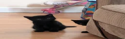 Mixed Breed cats for sale: 3 female kittens ready to go.  in Peterborough - Advert 5