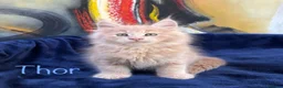 Maine Coon cats for sale: Beautiful Maine Coon Kittens-Ready Soon - Advert 29