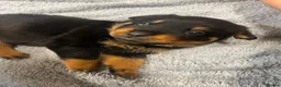 Rottweiler dogs for sale: KC Registered Rottweiler Puppies - Advert 3