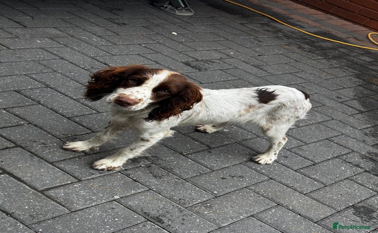 Cocker Spaniel dogs - Advert 1