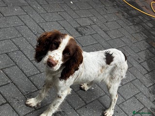 Cocker Spaniel dogs - Advert 10