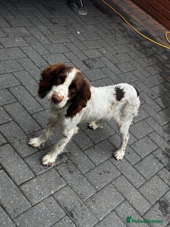 Cocker Spaniel dogs - Advert 1