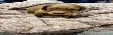 Cockapoo 8