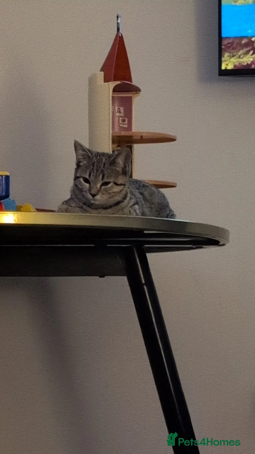 Mixed Breed cats for sale: Female Kitten 1 - Advert 2
