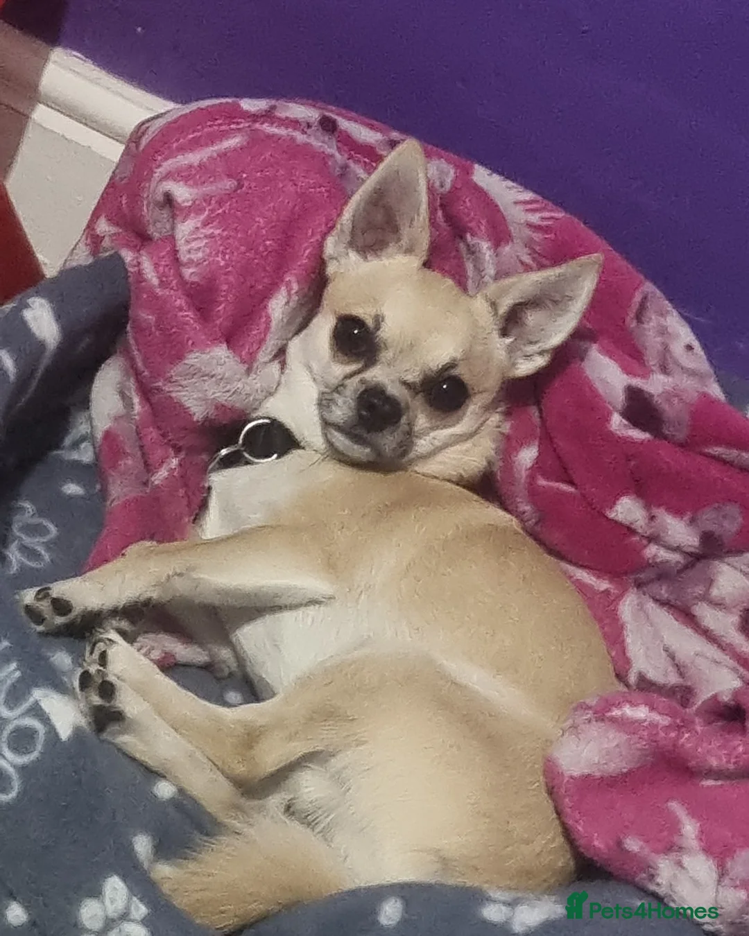 Chihuahua dogs for sale: Dog for sale  - Advert 2