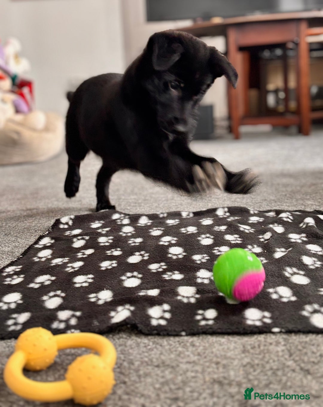 Mixed Breed dogs for sale: 🐾 Beautiful Shollie Pups - Ready Now 🐾 - Advert 5