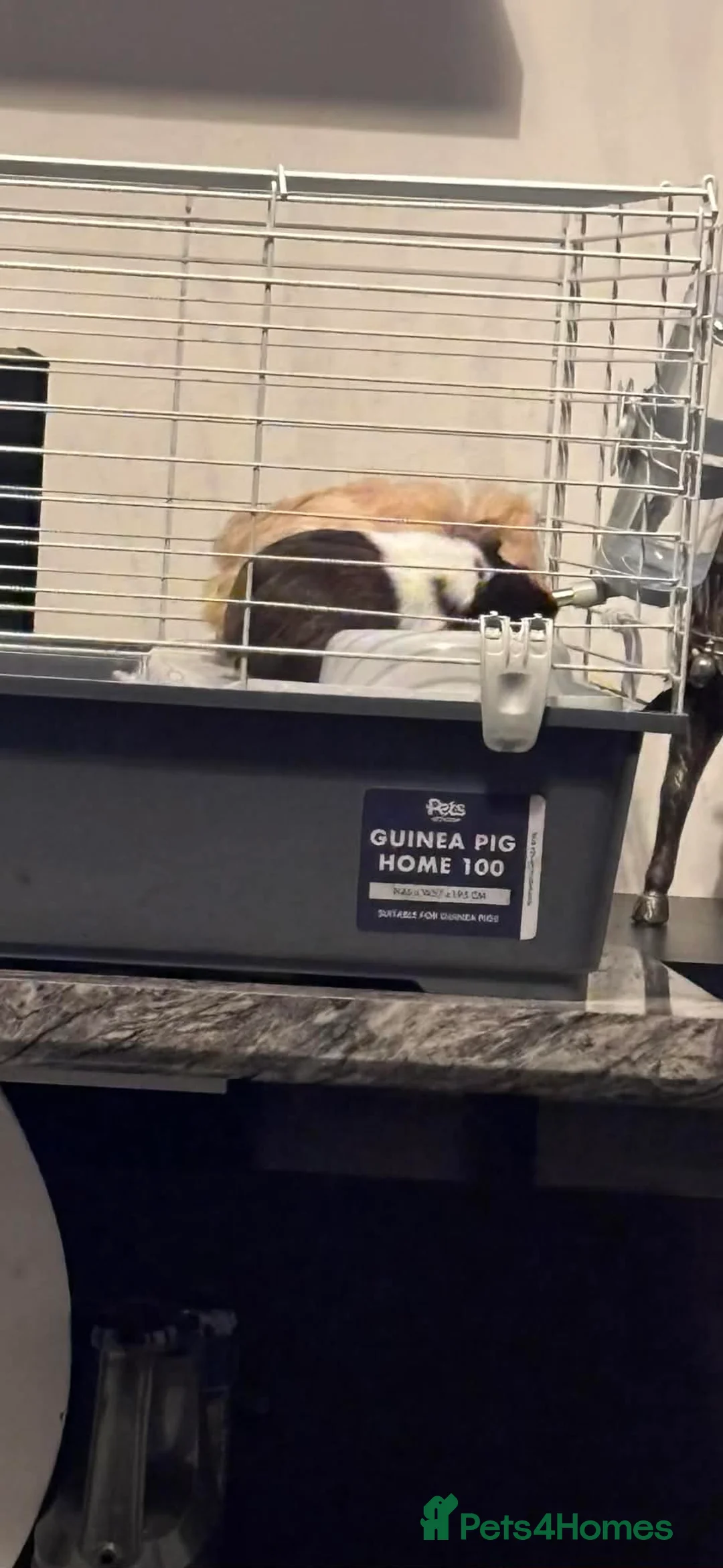 Mixed Breed rabbits for sale: Guinea pigs  in Durham - Advert 2