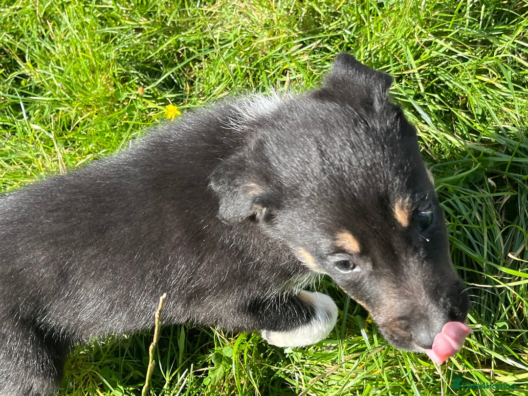 Border Collie dogs for sale: 4 border collie males looking for forever homes  - Image 34