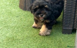 Miniature Schnauzer dogs for sale: LAST BOY READY TO LEAVE - Image 11