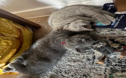 British Shorthair cats for sale: BSH Blue, White rare, Cream, Grey adorable kittens - Image 8
