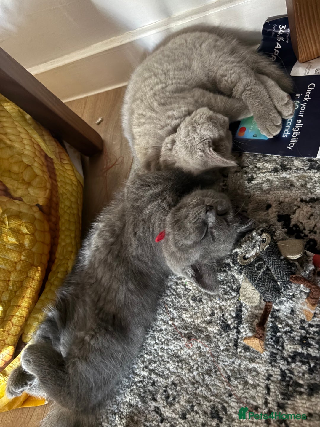British Shorthair cats for sale: BSH Blue, White rare, Cream, Grey adorable kittens - Image 8