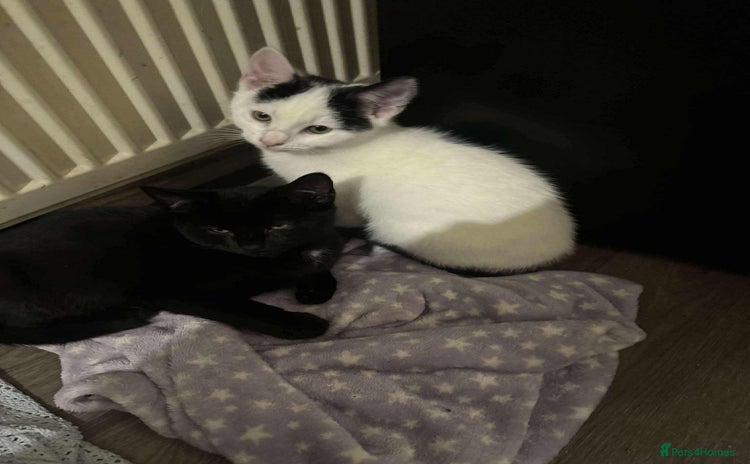 Mixed Breed cats Beautiful kittens  - Advert 5