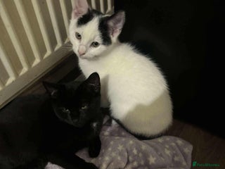 Mixed Breed cats Beautiful kittens - Advert 4