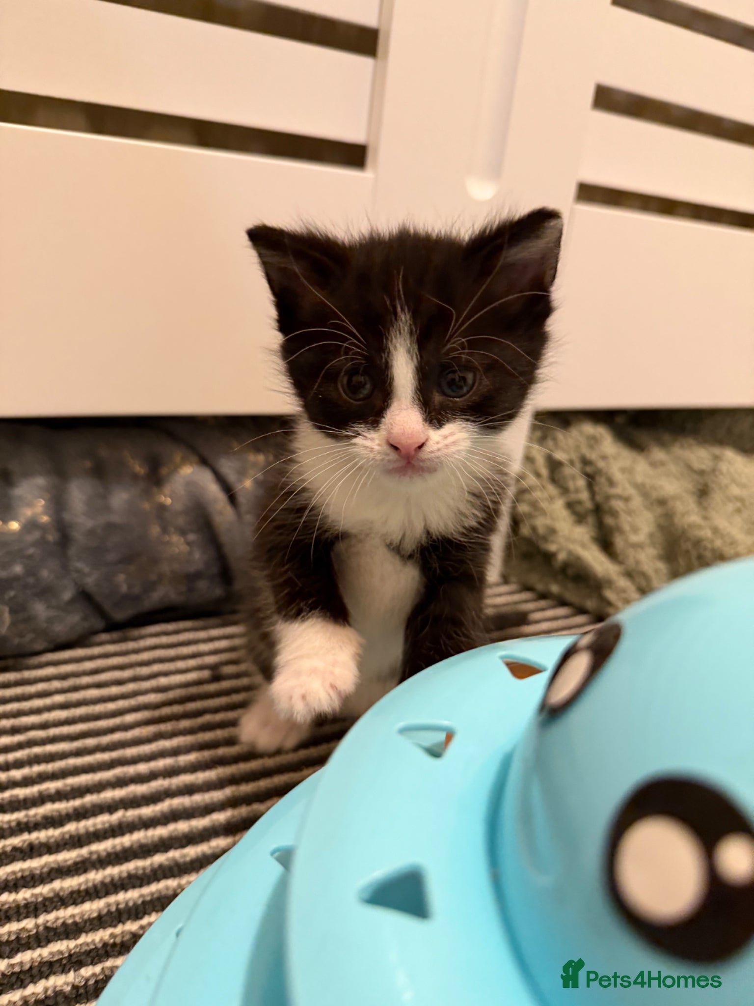 Domestic Shorthair cats Beautiful Kittens - Only 1 left!  - Advert 1