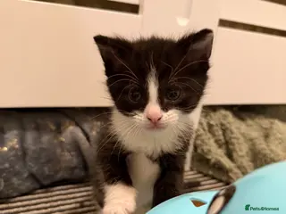 Domestic Shorthair cats Beautiful Kittens - Only 1 left! - Advert 1