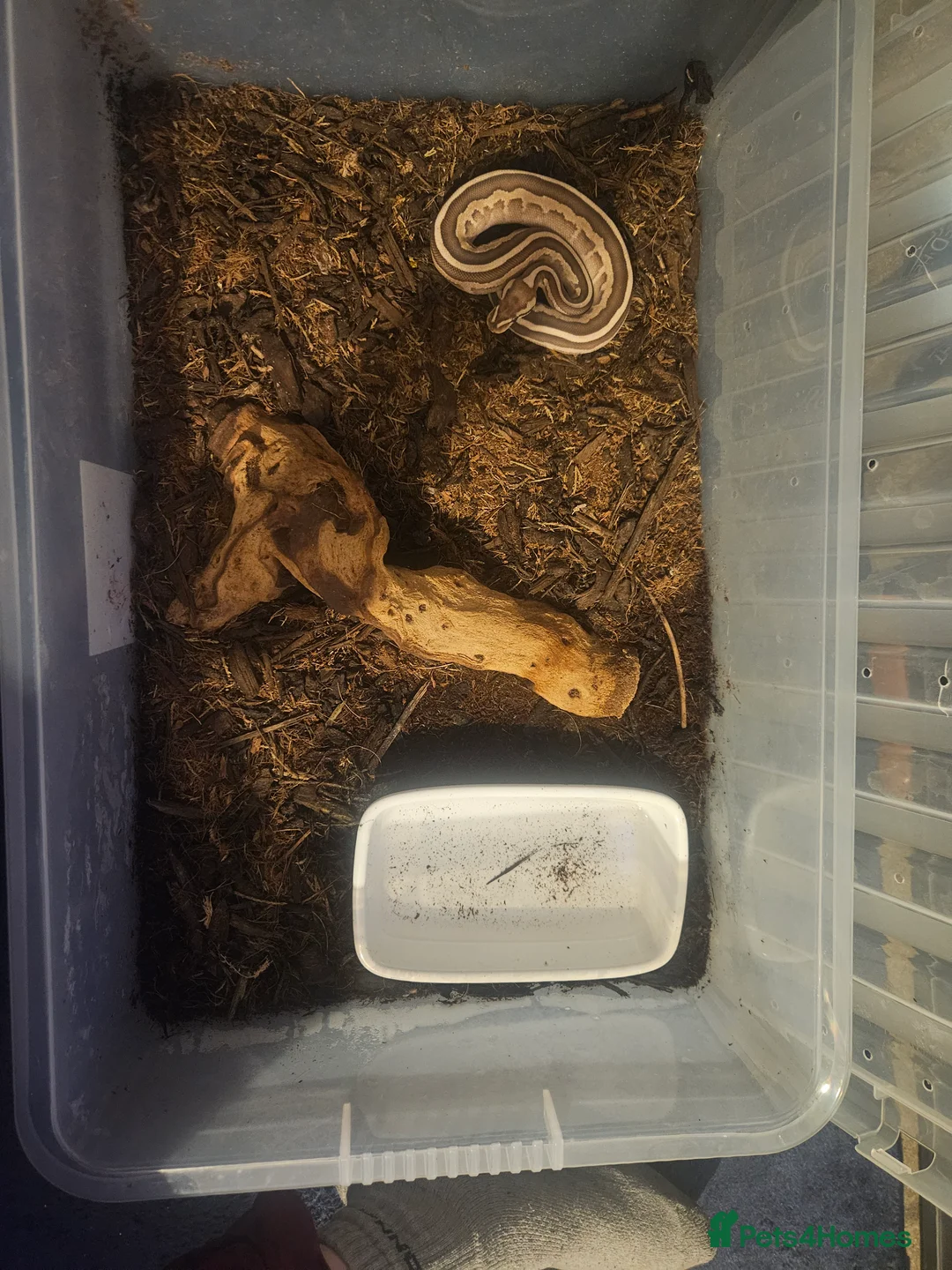 Python Snake reptiles for sale: 8 month old female Lesser Leopard ball python  - Advert 2